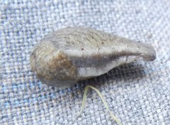 Tandonia budapestensis