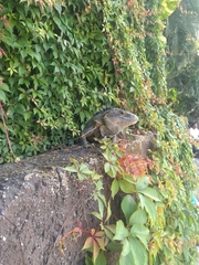 Ctenosaura pectinata