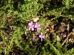 Jamesbrittenia tenuifolia