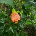 Redvein Abutilon - Photo (c) John T, some rights reserved (CC BY-NC), uploaded by John T