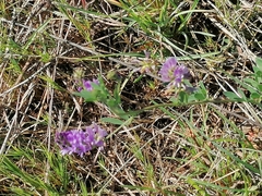 Medicago sativa sativa