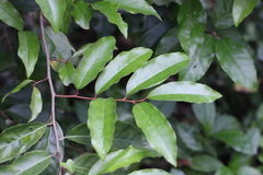 Elaeagnus loureirii