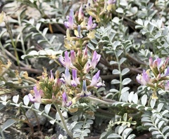 Astragalus lentiginosus antonius