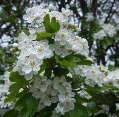 Crataegus monogyna