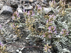 Astragalus lentiginosus antonius