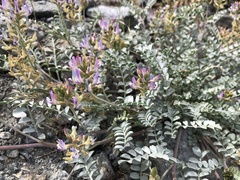 Astragalus lentiginosus antonius