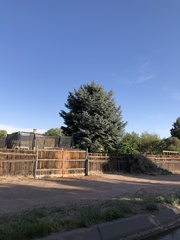 Toxostoma curvirostre