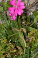 Silene scabriflora