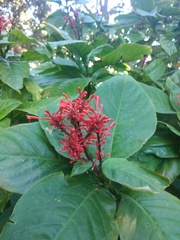 Odontonema tubaeforme