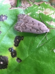 Anacampsis rhoifructella