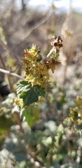 Ambrosia cordifolia