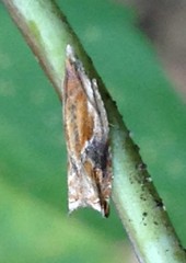 Ancylis definitivana