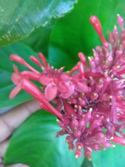Odontonema tubaeforme