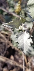 Ambrosia cordifolia