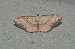 Pylargosceles steganioides