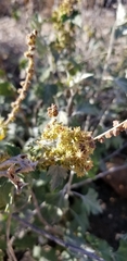 Ambrosia cordifolia