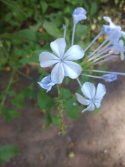 Plumbago auriculata