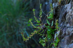 Crassula setulosa jenkinsii