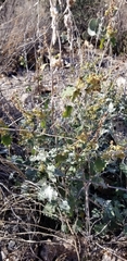 Ambrosia cordifolia