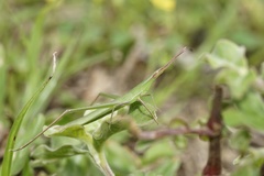 Acrida cinerea