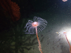 Tubulariidae