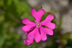 Silene scabriflora