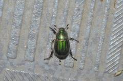 Anomala octiescostata