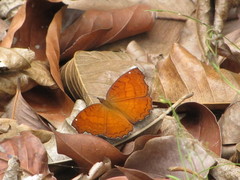 Ariadne ariadne pallidior
