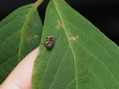 Dasyvalgus formosanus