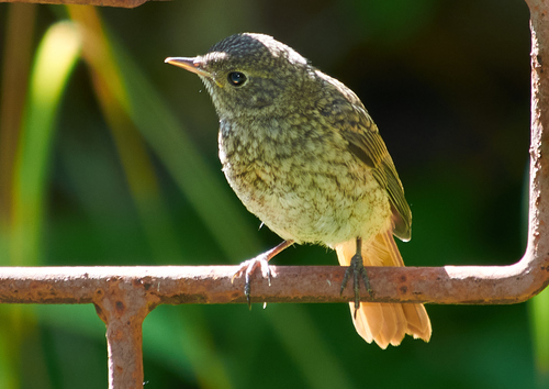 Foto de Common Redstart