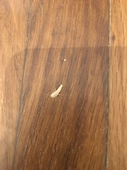 Lepisma