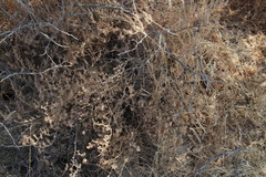 Justicia divaricata