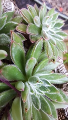 Echeveria setosa