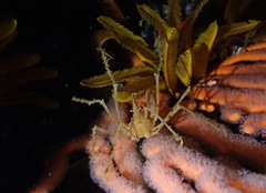 Macropodia falcifera