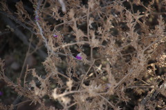 Justicia divaricata