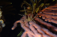 Macropodia falcifera