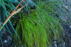 Coleochloa setifera setifera