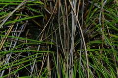 Coleochloa setifera setifera