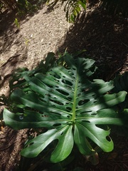 Monstera deliciosa