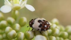 Anthrenus isabellinus