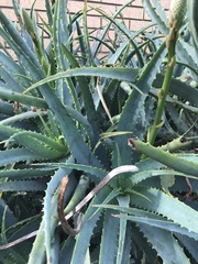 Aloe arborescens