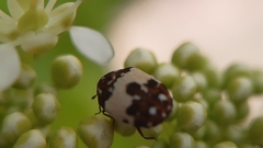 Anthrenus isabellinus