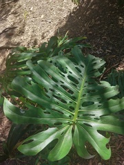 Monstera deliciosa