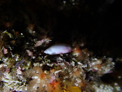 Amalda obesa