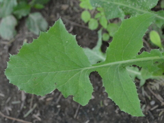Sonchus oleraceus