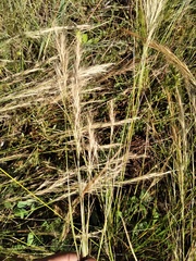 Aristida junciformis