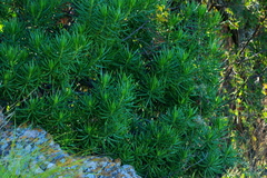 Senecio barbertonicus