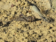 Schistocerca gregaria flaviventris