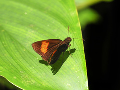 Koruthaialos rubecula