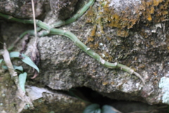 Rhaphidophora hongkongensis